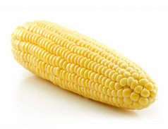 白玉米上的成熟黄玉米