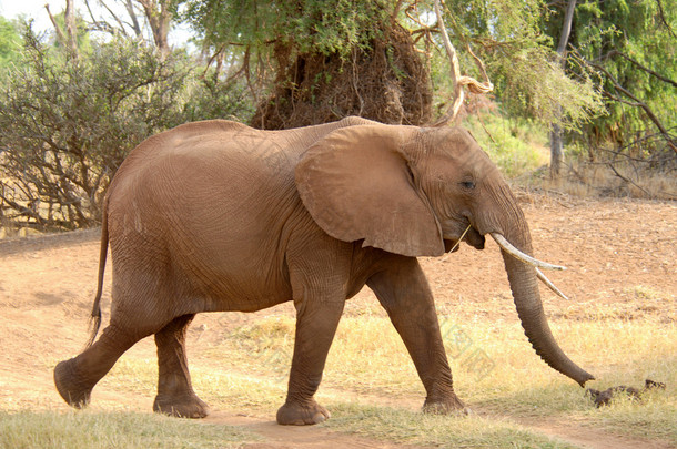 走非洲大象