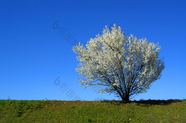 孤立白开花樱桃树