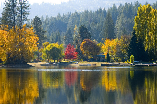 山坡上的树