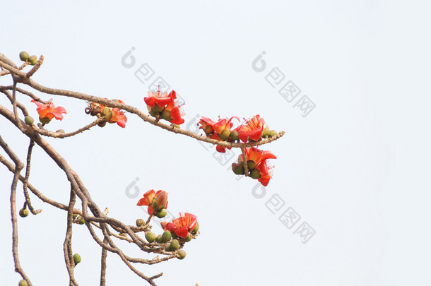 蓬勃<strong>发展</strong>绯红色木棉花朵上的弯曲的树枝的木棉树.