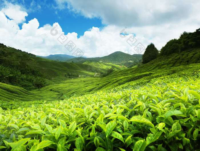 茶园金马伦高原，马来西亚