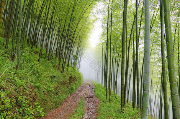 在山中竹林中安静的道路路