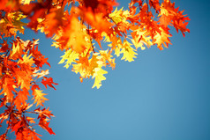 五彩缤纷的秋天树叶