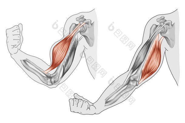 肱二头肌、 肱三头肌-胳膊和手肌肉的运动