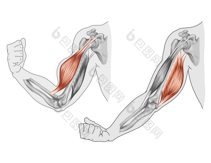 肱二头肌、 肱三头肌-胳膊和手肌肉的运动