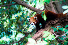 在树中的红色熊猫熊