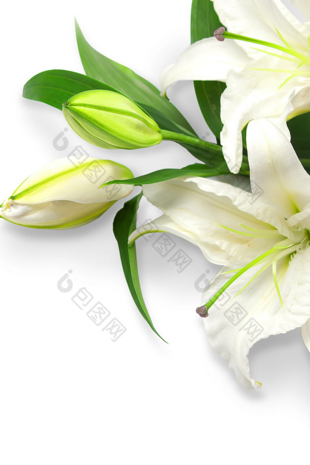 百合花束图片 百合花束素材 包图网 百合花束图片 百合花束素材 包图网