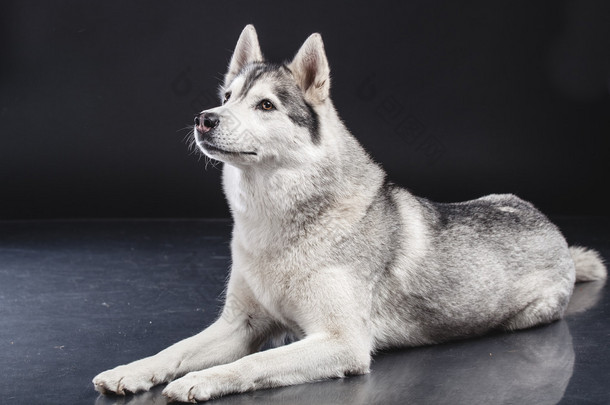 西伯利亚雪橇犬