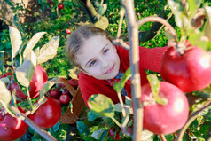 苹果园-可爱的女孩进篮里摘红苹果
