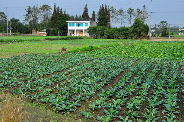 中国： 卷心菜在<strong>四川</strong>农场