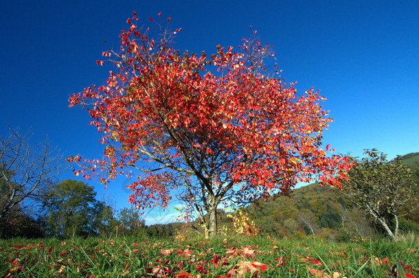 单红秋天一棵树