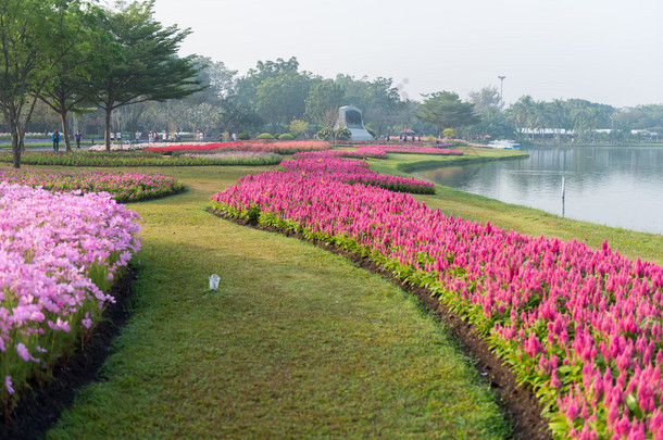 花卉园背景