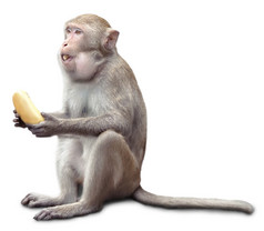 猴子坐和吃香蕉