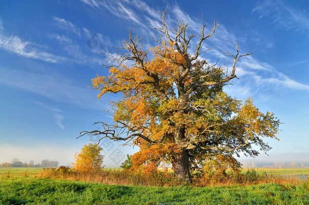 多彩棵孤独的树在秋天的字段中