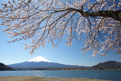 春天，樱花盛开樱花富士山