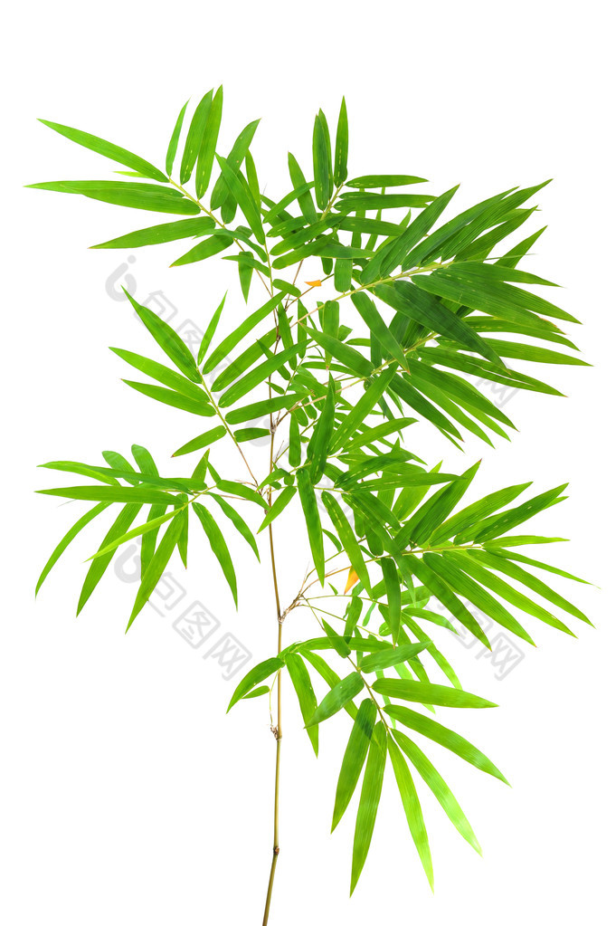 竹叶图片-包图网企业站