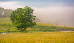 树和牛在农场的场长，在一个有雾的早晨农村 
