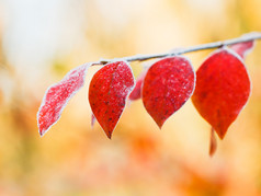 秋天红叶上的第一场霜冻