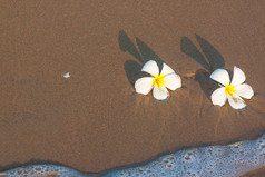 两朵花的海滩和沙子在早晨