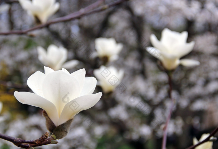 白玉兰花