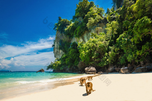 等待在<strong>猴子</strong>海滩，泰国食物的<strong>猴子</strong>