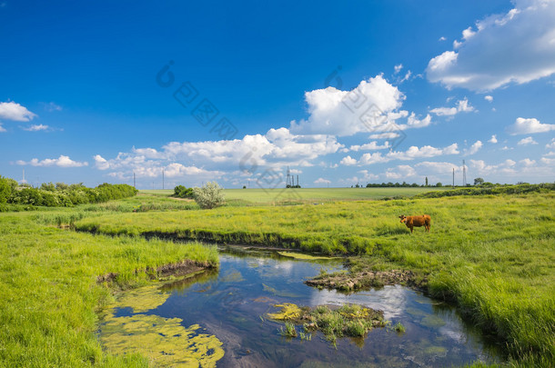 绿草、 河、 云层和奶牛