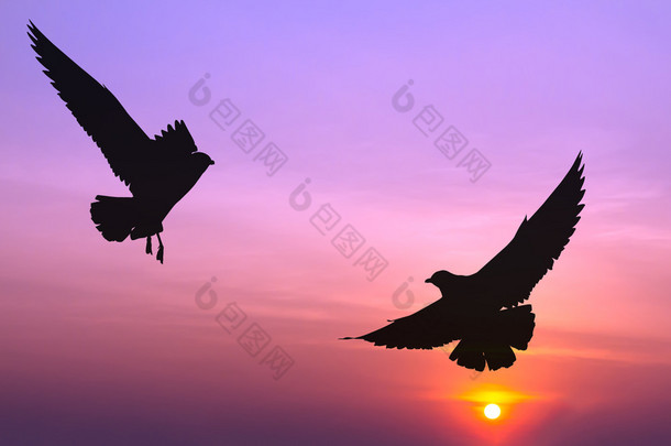剪影两只海鸥飞过在七彩的晚霞