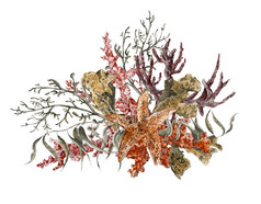 破旧的夏日复古水彩画海洋生物贺卡，印有海藻海星和珊瑚