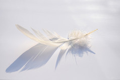 蓬松柔软的白色条纹鸟羽毛在白色灰色的背景与抽象的阳光阴影效果与宁静的禅宗气氛和空的复制空间和梦想的效果, 羽毛正在提升.