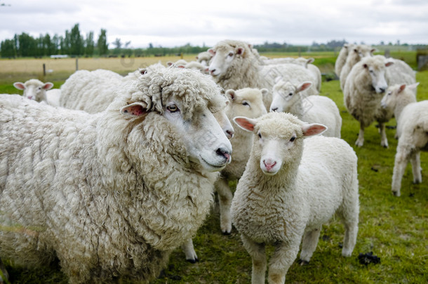 在新西兰农场的羊