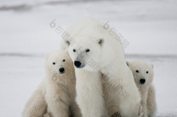 三个北极熊