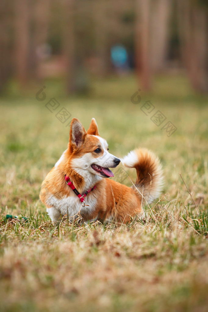 狗的品种威尔士柯基犬图片彭布罗克