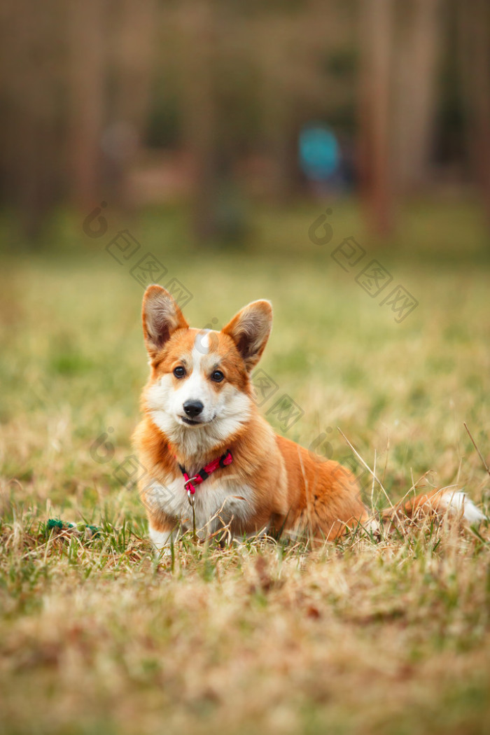 威尔士科基犬高清图片-威尔士科基犬素材-包图企业站
