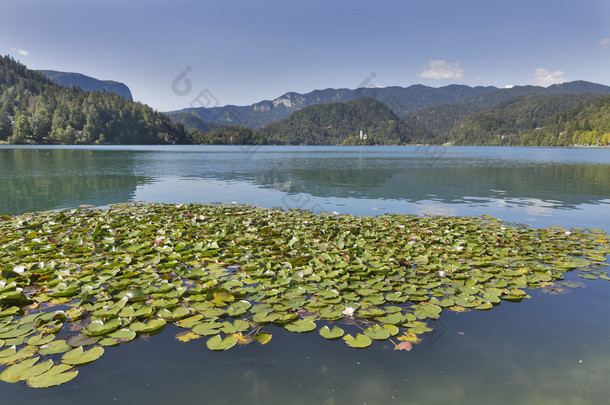 百合花在斯洛文尼亚的布莱德湖