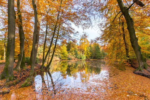 森林池塘都覆盖着秋天叶子的山毛榉树