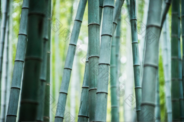 竹林图片-包图网企业站