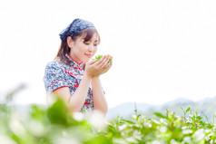 亚洲种植园采茶的漂亮女孩