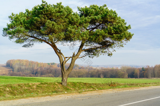 美丽的孤独树附近道路，田园诗般的土地，深度较浅