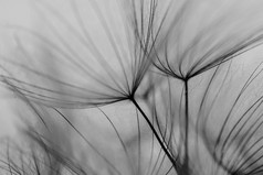 抽象的蒲公英花背景下，极端的特写镜头。在自然背景下的大蒲公英。艺术摄影