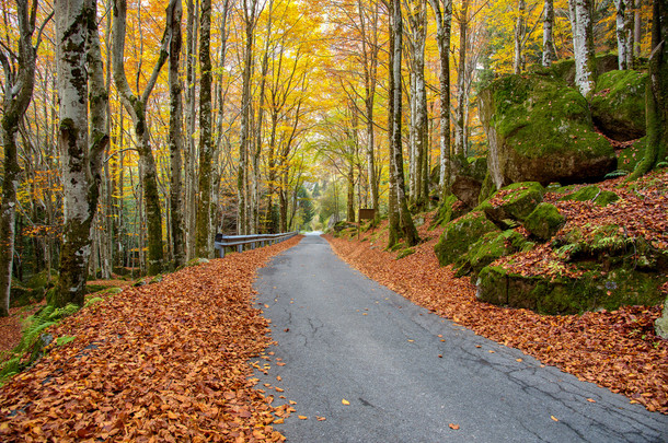 秋天森林中的道路