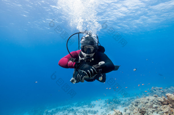 水肺潜水员浮在红海珊瑚礁和看 