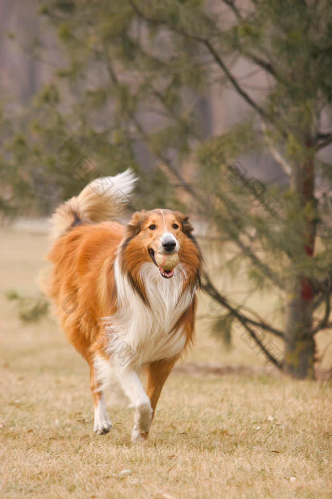 苏格兰牧羊犬