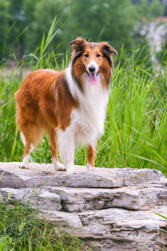 苏格兰牧羊犬图片-包图网企业站
