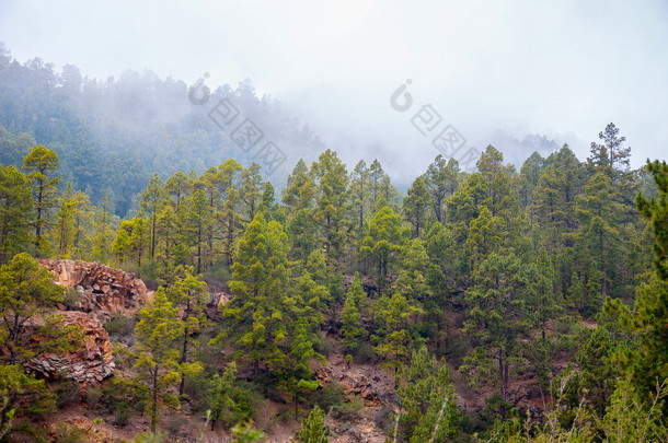 穿得嫩黄嫩黄的松树，在电晕<strong>疏导</strong>自然松 canariensis 