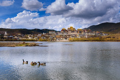 中山市林寺湖里的鸭子.