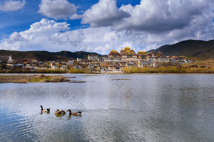 中山市林寺湖里的鸭子.