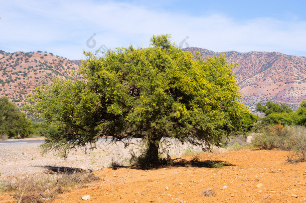 摩洛哥摩洛哥坚果树的种植园