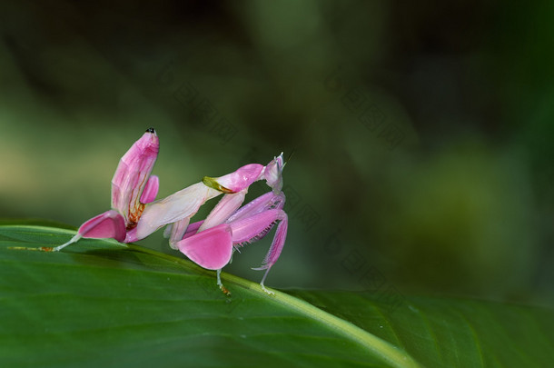 <strong>兰花</strong>螳螂，粉红色蚱蜢为动物背景