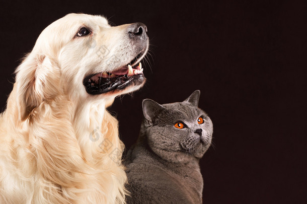 猫和狗，英国短毛猫，金毛看的权利